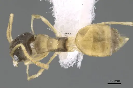 Tapinoma melanocephalum - CASENT0922277