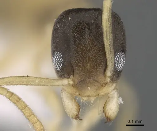 Tapinoma melanocephalum - CASENT0922277
