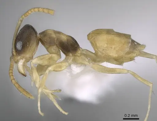 Tapinoma melanocephalum - CASENT0922277