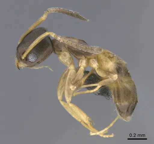 Tapinoma melanocephalum - CASENT0923746