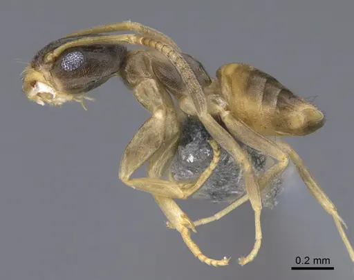 Tapinoma melanocephalum - CASENT0923747