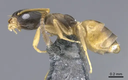 Tapinoma melanocephalum - CASENT0923748