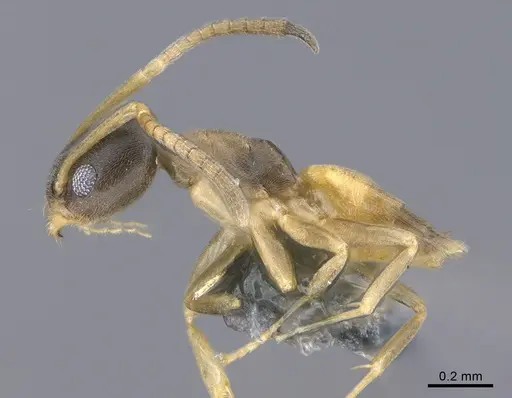 Tapinoma melanocephalum - CASENT0923749