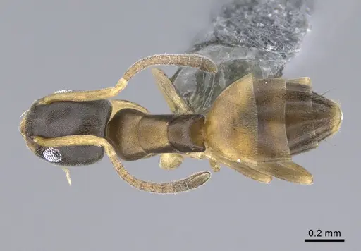 Tapinoma melanocephalum - CASENT0923750