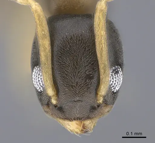 Tapinoma melanocephalum - CASENT0923750