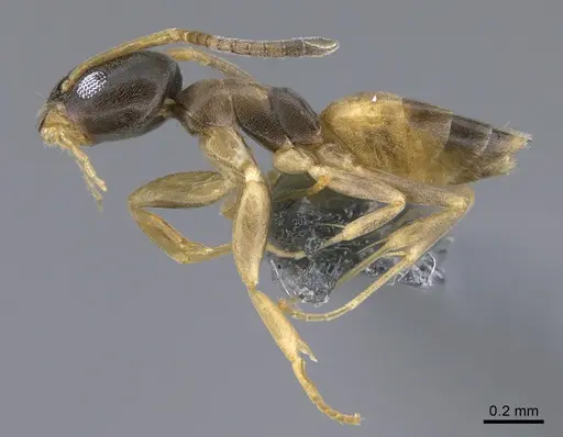 Tapinoma melanocephalum - CASENT0923750