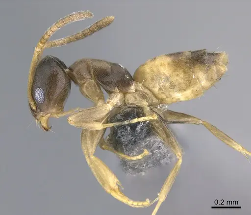 Tapinoma melanocephalum - CASENT0923751