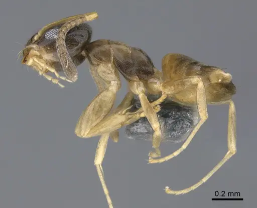 Tapinoma melanocephalum - CASENT0923752