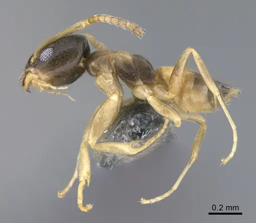 Tapinoma melanocephalum - CASENT0923753