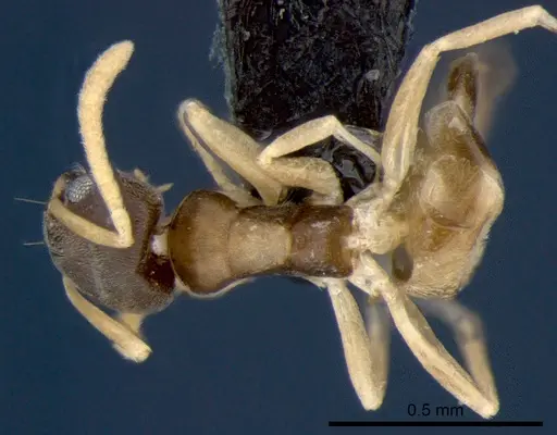 Tapinoma melanocephalum - CSIRONC0193