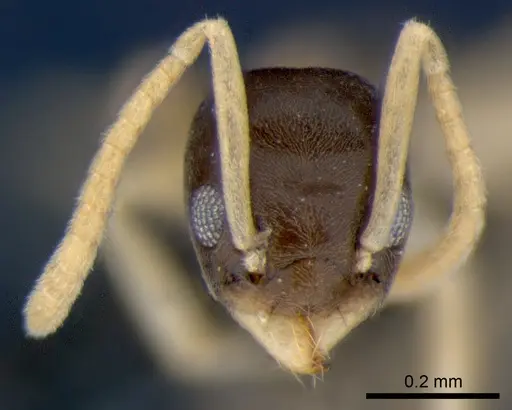 Tapinoma melanocephalum - CSIRONC0193