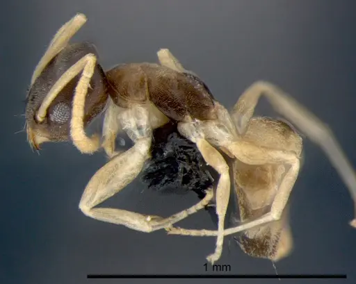 Tapinoma melanocephalum - CSIRONC0193