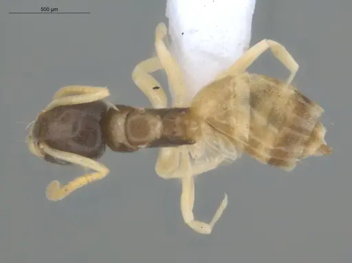 Tapinoma melanocephalum - ECOFOG-BUG-0049-03