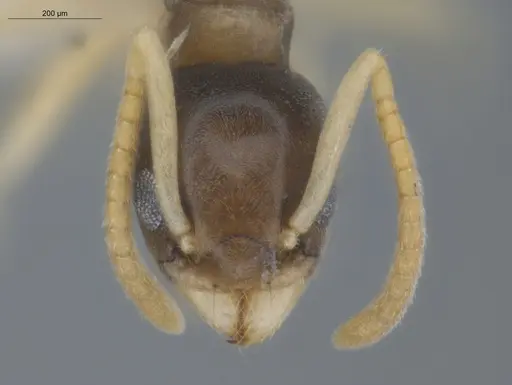 Tapinoma melanocephalum - ECOFOG-BUG-0049-03