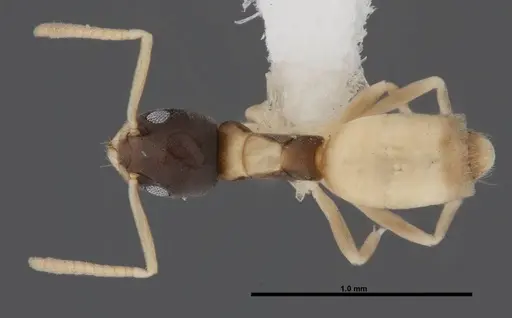 Tapinoma melanocephalum - FMNHINS0000078516