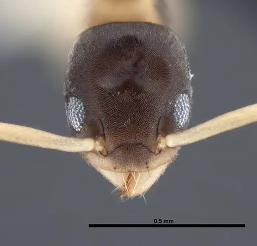 Tapinoma melanocephalum - FMNHINS0000078516