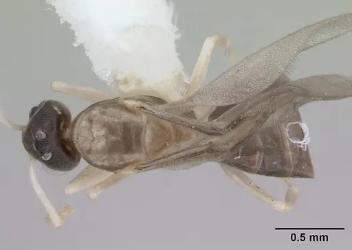 Tapinoma melanocephalum - ICCDRS0002606