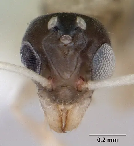 Tapinoma melanocephalum - ICCDRS0002606