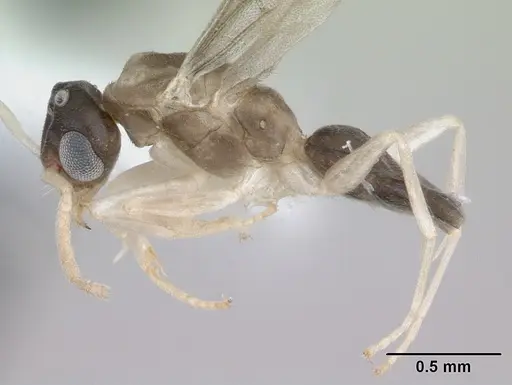 Tapinoma melanocephalum - ICCDRS0002606