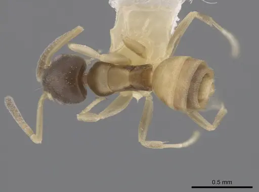 Tapinoma melanocephalum - OKENT0003702
