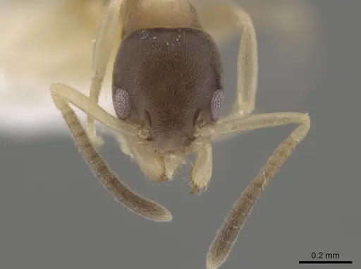 Tapinoma melanocephalum - OKENT0003702