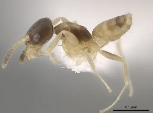 Tapinoma melanocephalum - OKENT0003702
