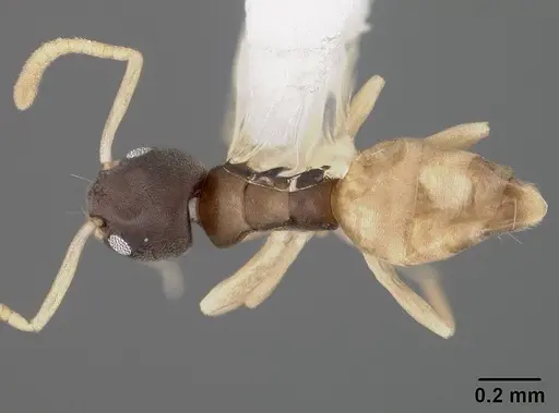 Tapinoma melanocephalum - USNMENT00441664