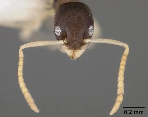 Tapinoma melanocephalum - USNMENT00441664