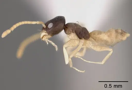 Tapinoma melanocephalum - USNMENT00441664