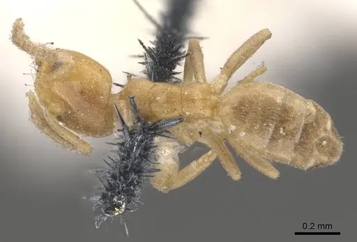 Tapinoma minimum specimen