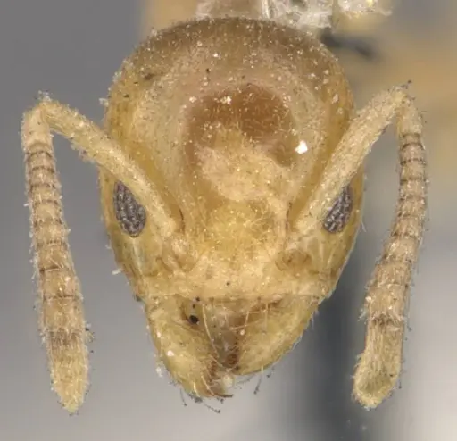 Tapinoma minimum specimen