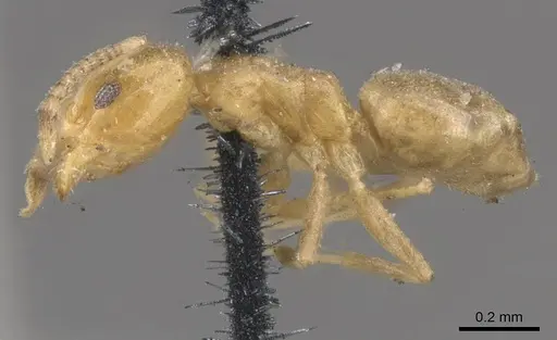 Tapinoma minimum specimen