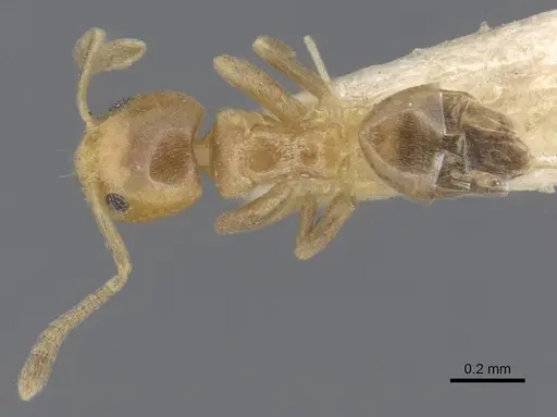 Tapinoma minimum - CASENT0915548