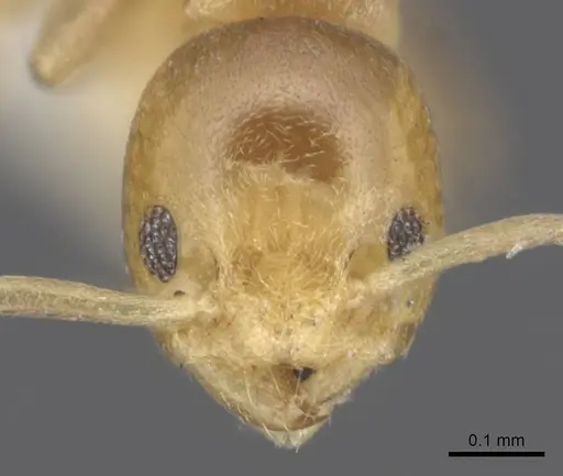 Tapinoma minimum - CASENT0915548