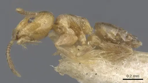 Tapinoma minimum - CASENT0915548