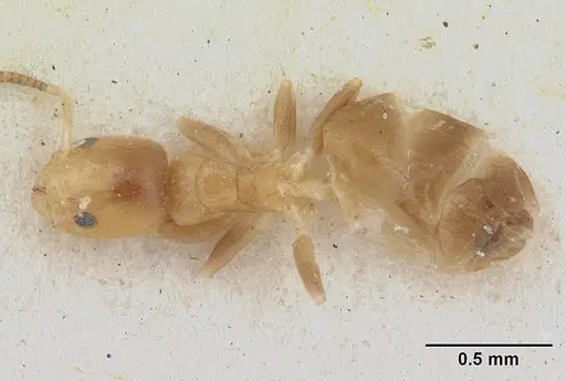 Tapinoma minimum - SAM-HYM-C004802