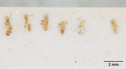 Tapinoma minimum - SAM-HYM-C004802