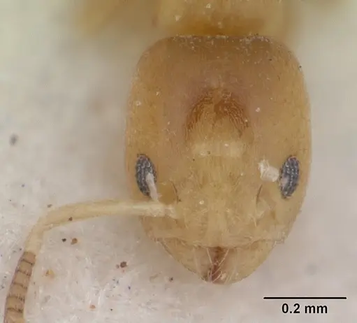 Tapinoma minimum - SAM-HYM-C004802