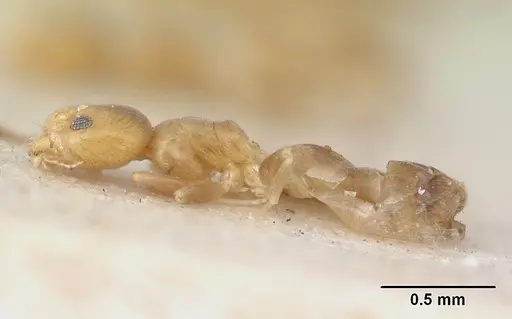 Tapinoma minimum - SAM-HYM-C004802