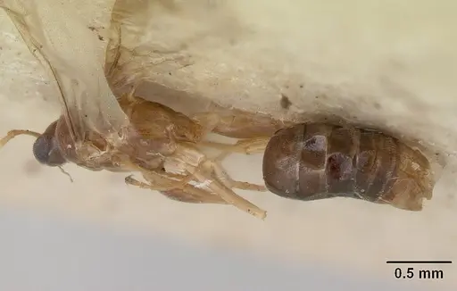 Tapinoma modestum specimen