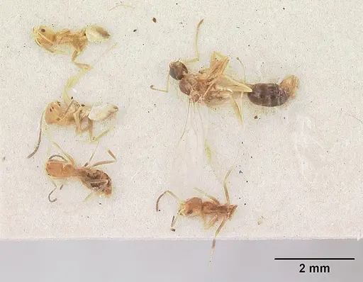 Tapinoma modestum specimen