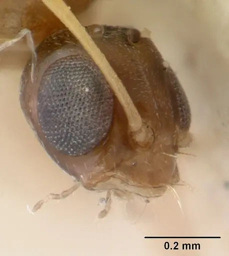 Tapinoma modestum specimen