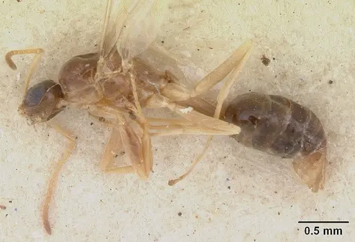 Tapinoma modestum - CASENT0178476