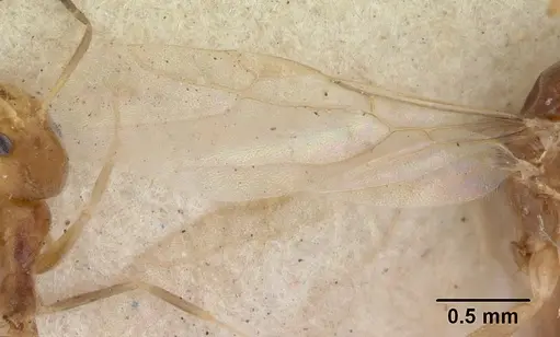 Tapinoma modestum - CASENT0178476