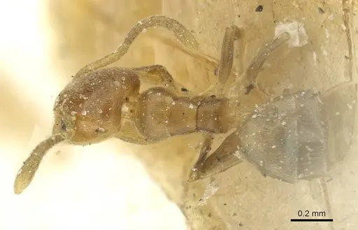 Tapinoma modestum - CASENT0911574