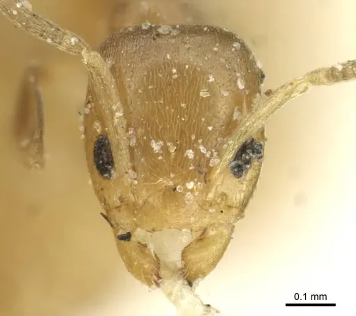 Tapinoma modestum - CASENT0911574