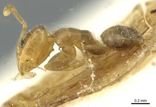 Tapinoma modestum - CASENT0911574