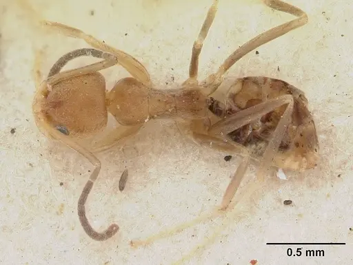 Tapinoma modestum - SAM-HYM-C004805