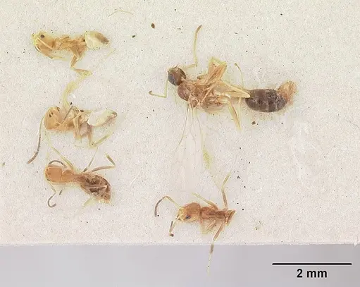 Tapinoma modestum - SAM-HYM-C004805