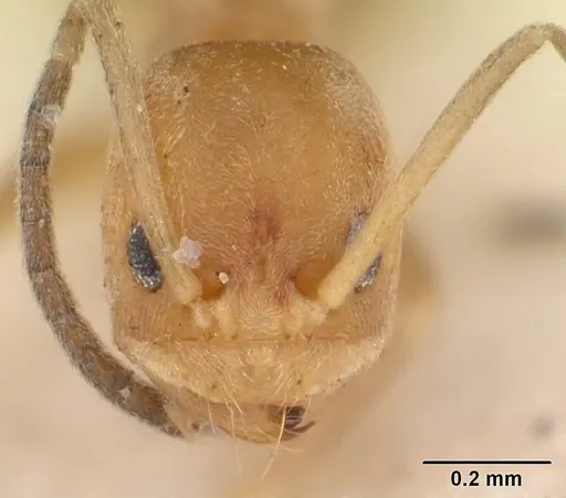 Tapinoma modestum - SAM-HYM-C004805